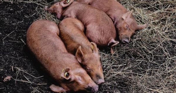 Грибоводство и свиноводство: выращивание «селеновых» шампиньонов на замену антибиотикам