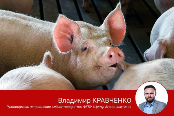 Российское свиноводство продолжает развиваться