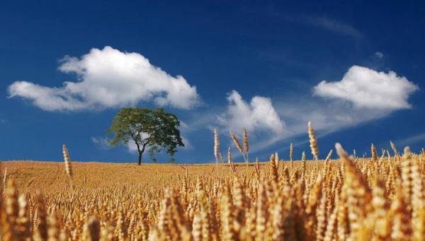 Опрыскивание салициловой кислотой помогло защитить урожай пшеницы от жары