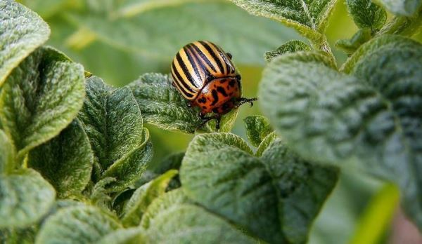Агрохимические принципы борьбы с колорадским жуком и другими устойчивыми вредителями