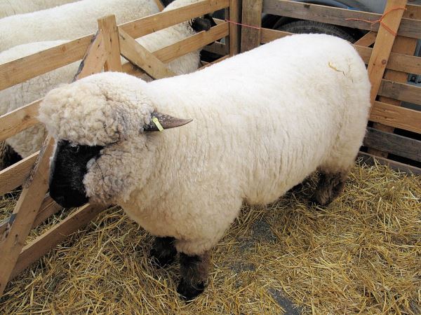 В Карелии выращивают уникальную для России породу овец 