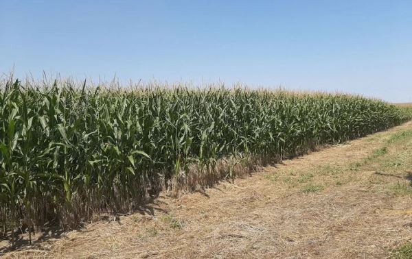 Syngenta предоставила своим клиентам бесплатный калькулятор для принятия решений о пересеве кукурузы