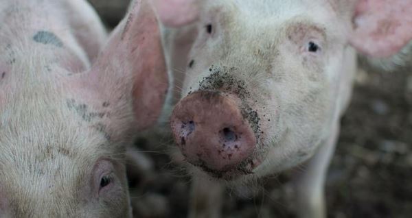 Индустриализация свиноводства порождает новые опасные варианты болезней