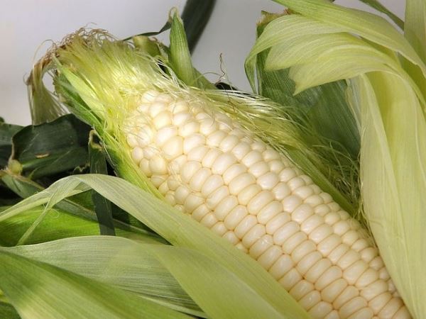 Кукуруза – это сладкий урожай плюс живая изгородь и способ для снегозадержания