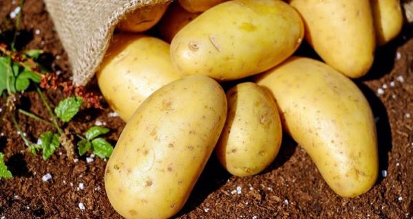 Ученые обнаружили в картофеле ранее неизвестный ген развития клубней