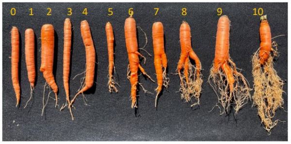 Нематоды заедают морковь в почвах без фумигации
