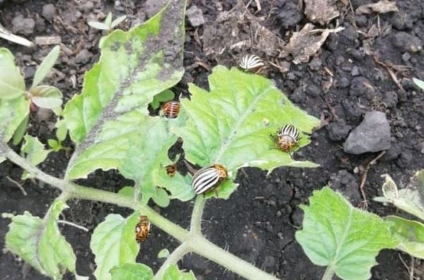 Колорадский жук на дачных участках и полях в Кузбассе пожирает картофель и помидоры