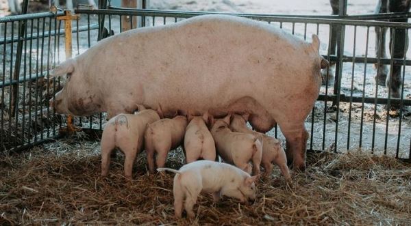 Ремонт свиноматок – опыт немецких животноводов