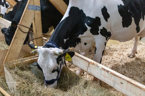 За 5 месяцев саратовские сельхозорганизации произвели 48,5 тыс. т молока