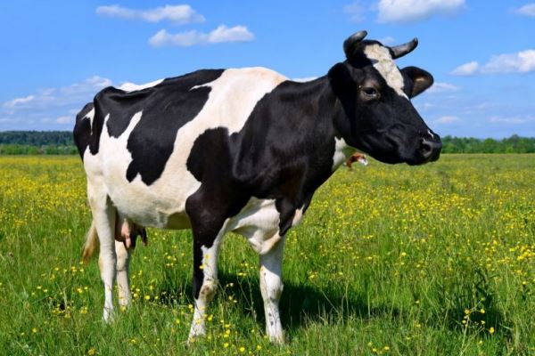 Нижегородские сельхозорганизации нарастили производство молока на 2,5%