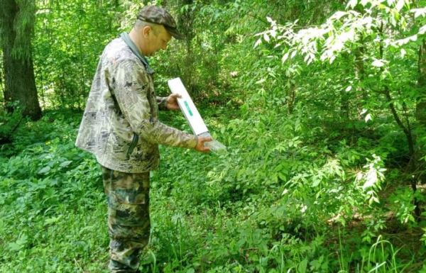 300 тысяч доз вакцины против бешенства для диких животных разложат в ярославских лесах