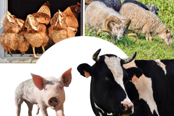 В кировских сельхозорганизациях растет поголовье скота и птицы 