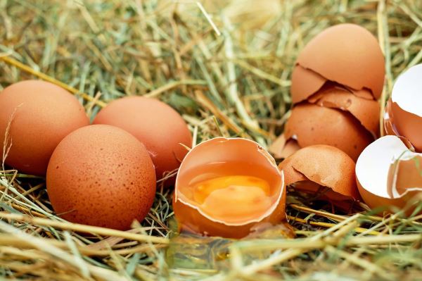 В Омской области производство яиц увеличилось почти в 2 раза