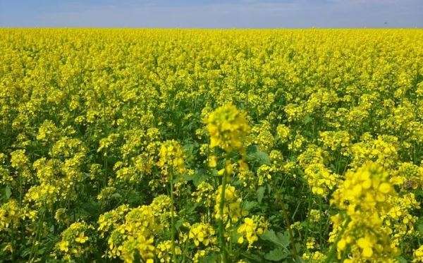 Биоинсектициды против капустной моли применили в Ставропольском крае