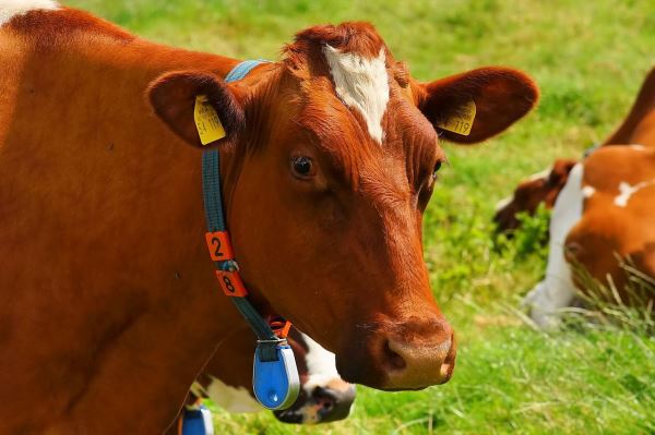 Ученые разработали датчики для мониторинга потребления пищи у коров