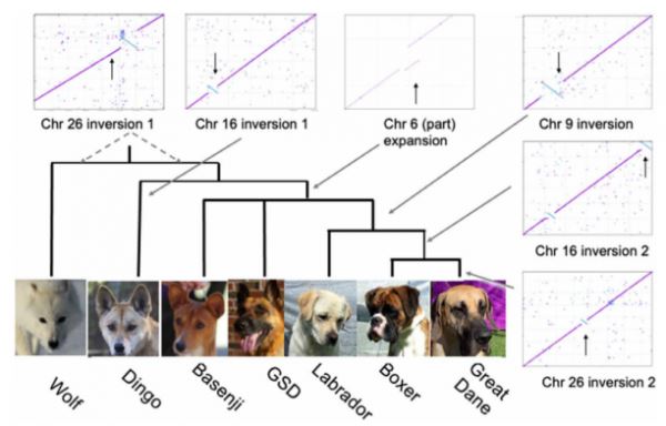 Генетики разобрались в эволюции динго и домашних собак
