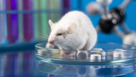 Мышам продлили жизнь с помощью назальной генной терапии