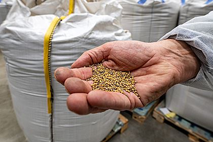 России пообещали самообеспечение семенами не раньше 2024 года