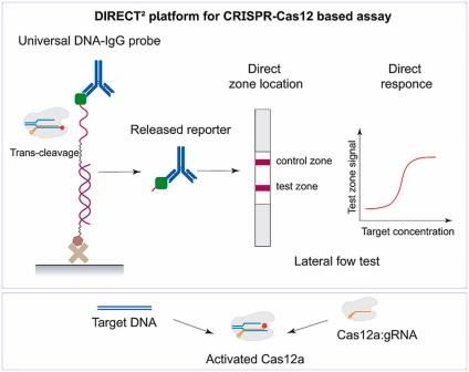 Российские ученые создали платформу для экспресс-тестов нового поколения на основе CRISPR-Cas12