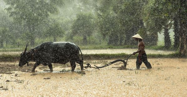 Власти Малайзии призвали помочь фермерам