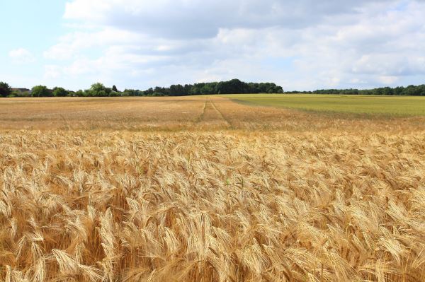 В Минсельхозе планируют повысить вывозную пошлину на зерно