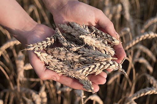 В "Совэкон" подсчитали, что мировых запасов пшеницы хватит на 18 недель