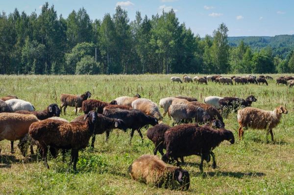Ученые РФ вывели новый тип овец, мясо которых содержит больше белка