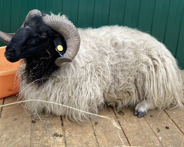 XVIII Сибирско-Дальневосточная выставка племенных овец и коз прошла в Чите